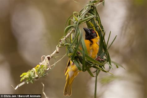 Love Nest Weaver Birds Create Elaborate Nests To Attract