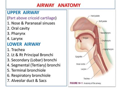 airway anatomy