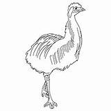 Emu Coloring 89kb 230px sketch template