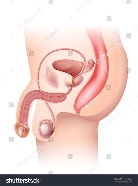 diagram male reproductive system stock vector 118550059 shutterstock