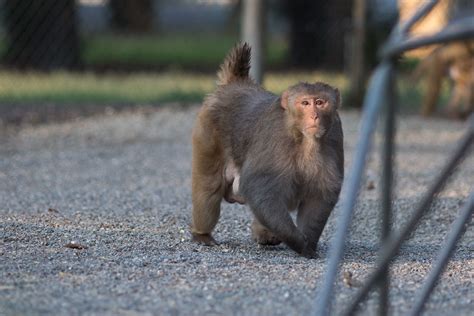 geriatric rhesus macaques california national primate research center