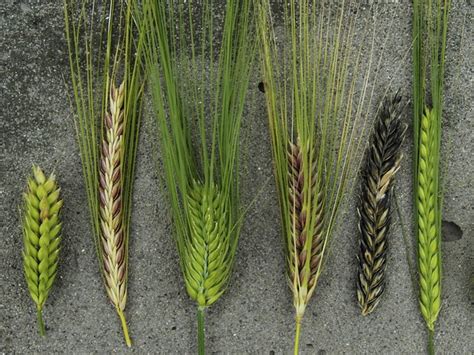 research wild wheat relatives dating  years  helped  improve todays varieties