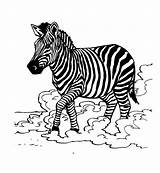 Zebra Coloring Pages Kids Colouring Animal Color Printable Pattern Zebras Getcolorings Animalplace Print sketch template