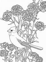 Coloring Pages Flowers Bird Cardinal Beautiful Birds Printable Among Color Pretty Blue Sheet Drawing Flower Bonnet Getdrawings Print Getcolorings Luna sketch template