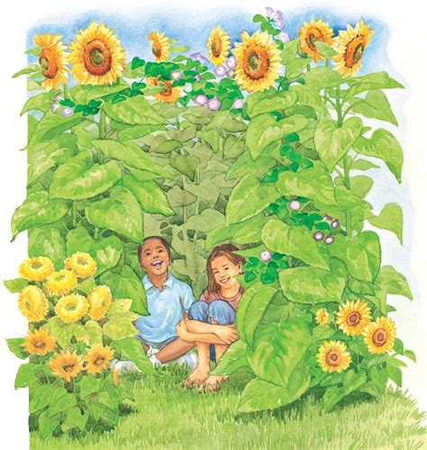 grow sunflower  seeds  home   time  plant