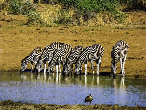 pilanesberg national park south africa hunt   big  travel