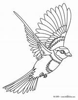 Coloring Bird Flying Pages sketch template