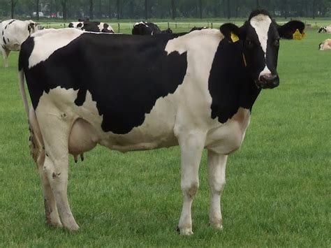 Holstein Friesian Cattle Uses And Best 23 Facts And Tips