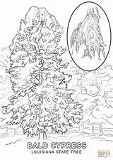 Coloring Louisiana Tree State Pages Symbols Flowers Printable Drawing Popular Supercoloring Categories sketch template