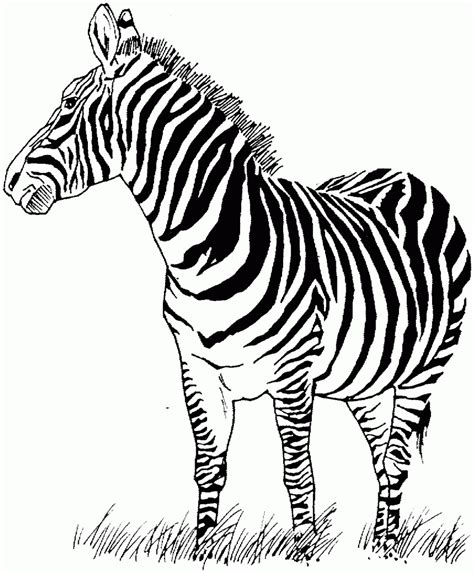 coloring page  zebra braelyntemccoy