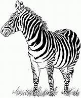 Zebra Coloring Pages Printable Kids Zebras Colouring Animals Zoo Sheets Adults Bestcoloringpagesforkids Cute Print sketch template