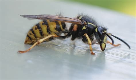 wasp removal control extermination  rid  wasps