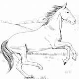 Cavallo Stampare Cavalli Disegno sketch template