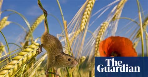 secret lives of the harvest mice science the guardian