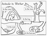 Hibernation Animals Hibernating Winter Printable Worksheets Coloring Preschool Hibernate Activities Kindergarten Pages Animal Printables Book Coloriage Lesson Animaux Theme Worksheet sketch template