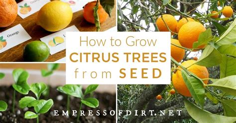 grow lemon trees  seed  citrus fruits citrus