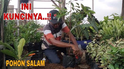 menanam pohon salam  tidak stress part  youtube