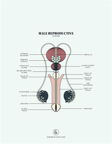 male reproductive system diagram