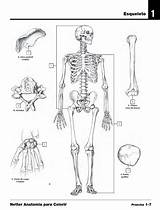 Anatomia Colorir Humana Imprimir Ossos Cranio Humano Esqueleto Onlinecursosgratuitos Atividades Crânio Gratuitos Educativas Artigo sketch template