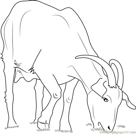 domestic goat coloring page  kids  goat printable coloring