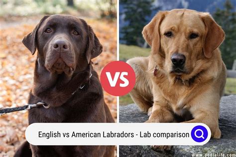english  american labradors lab comparison oodle life