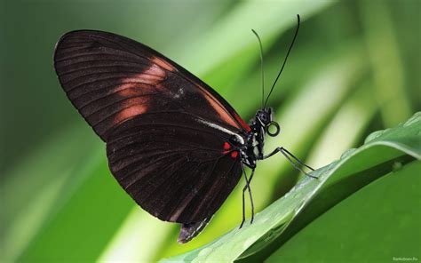 fondos de pantalla insectos lepidoptera animalia descargar imagenes