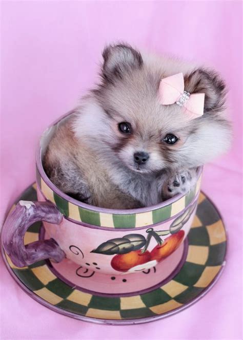 Teacup Puppies For Sale At Teacups Puppies And Boutique