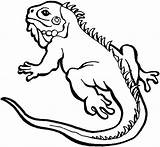 Lizard Coloring Pages Kids Frilled Print Iguana Color Drawing Baby Getdrawings Astonishing Getcolorings Colouring Alpha Printable Sheets Neck Colornimbus sketch template