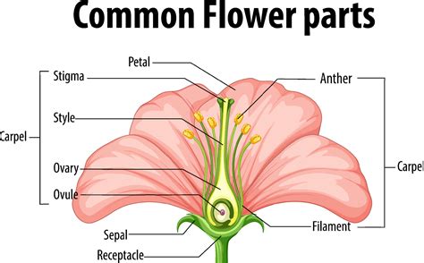 flower anatomy labeled  flower site