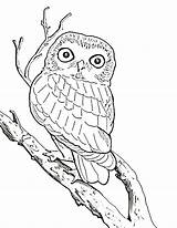 Perch Owl sketch template