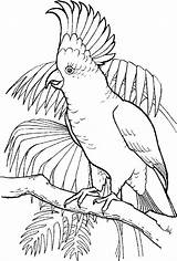 Parrots Cockatoo sketch template
