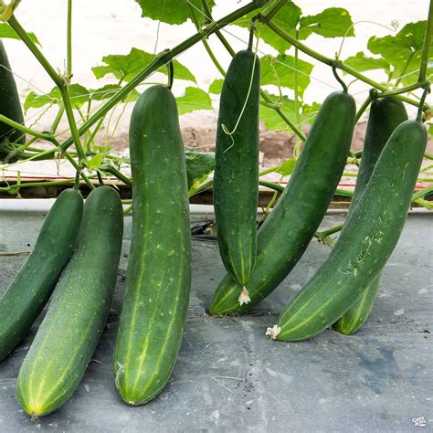 cucumber burpless green acres nursery supply