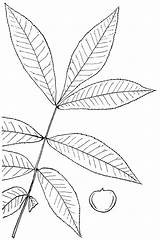 Hickory Clipart Carya Nutt Genus Raf Etc Leaves Outline Leaflets Compound Large Oval Long sketch template