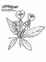 Coloring Primrose Designlooter 29kb Color Plants Even sketch template