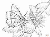 Butterfly Coloring Pages Butterflies Hairstreak Brown Printable Drawing Flowers Color sketch template
