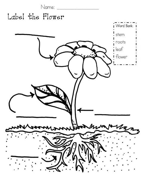 growing plants coloring page  kids coloring sky parts
