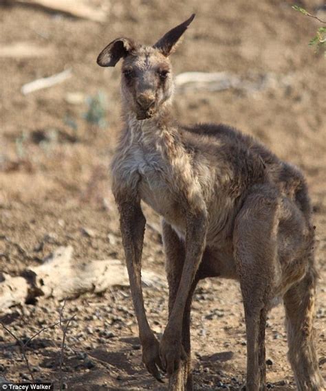 Thin Kangaroo Tells The Story Of The Drought Ravaging Australia S