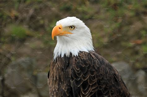 bald eagle head high quality animal stock  creative market