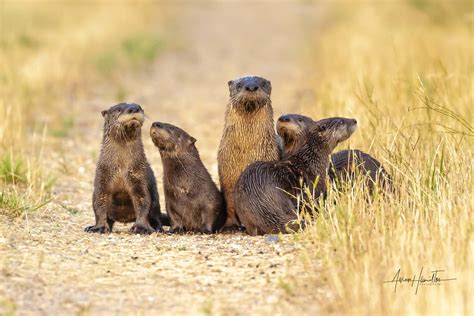 river otter family rwildlifephotography