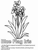 Flag Blue Coloring Iris Flowers Quebec Canadian Flower Canada Pages Colouring Draw Printable Provinces Province Kidzone Ws Popular Map Line sketch template