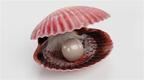clam pearl   model turbosquid