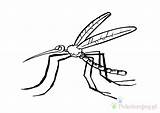 Komar Mosquito Kolorowanki Dzieci sketch template