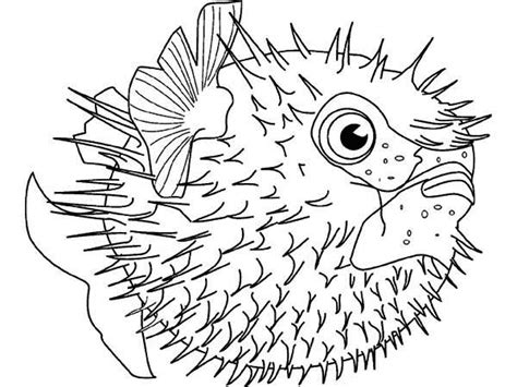 hudtopics puffer fish coloring pages
