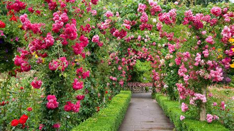 rose garden bing wallpaper