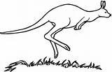 Kangaroo Australian Coloring Color Pages sketch template