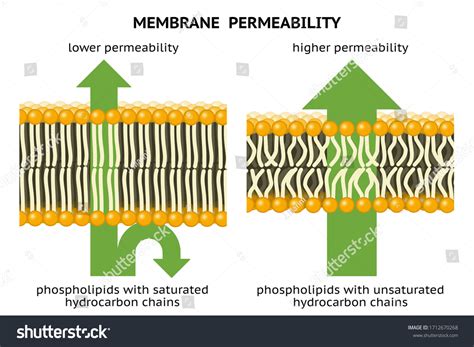 cell membrane fluidity images stock  vectors shutterstock