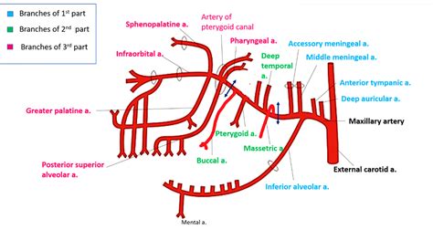 maxillary artery origin parts branches  structures supplied