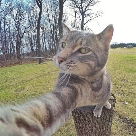 this selfie taking cat takes better selfies than you fascinating