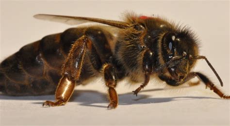 queen bee beeopic beekeeping