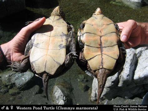 Elp09 Turtles Western Pond Turtle Biology And Ecology